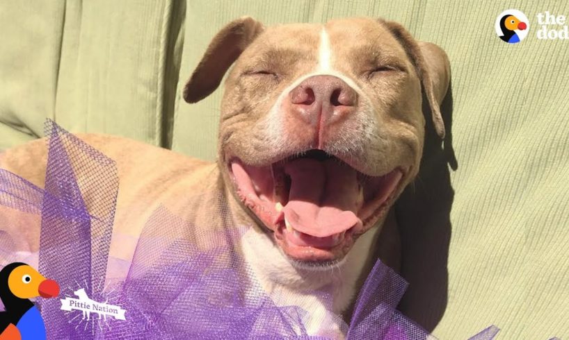 Pit Bull Dog Locked Away For Years Gets To Be a Dog Again | The Dodo Pittie Nation