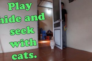 Play hide and seek with cats - Animals Hide And Seek