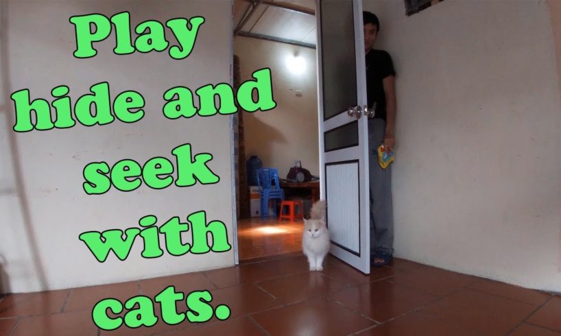 Play hide and seek with cats - Animals Hide And Seek