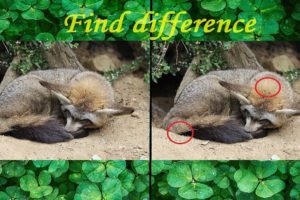 Play with Ivy: FIND DIFFERENCE (Animals)