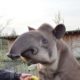 Playing with a tapir and getting up and close with  Endangered animals