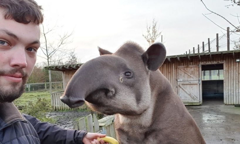 Playing with a tapir and getting up and close with  Endangered animals