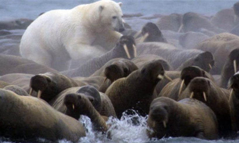 Polar Bear vs Walrus colony | BBC Planet Earth | BBC Studios