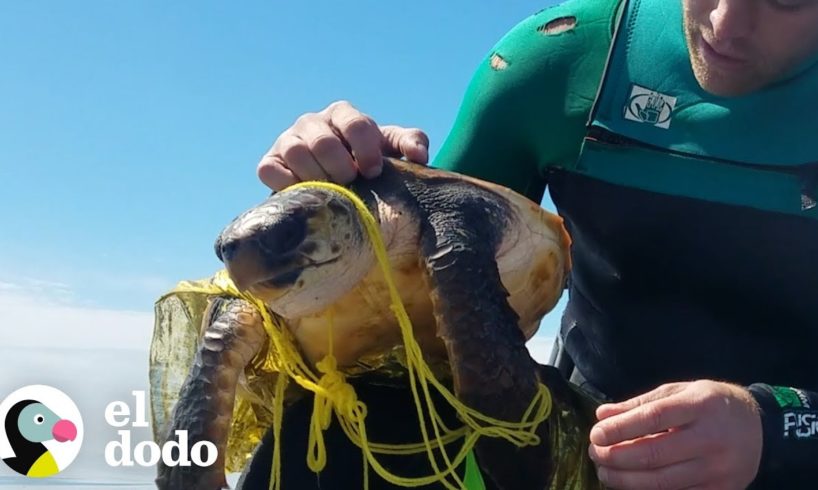 Por esto es que no debemos soltar los globos al aire | El Dodo