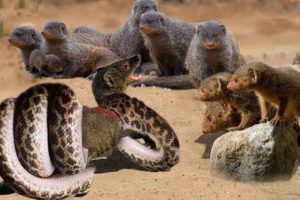 Porcupine vs Mongoose vs Snake - Most Amazing Moments Of Wild Animal Fights! #10