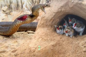 Primitive Boys Saves Family Cats From Python Attack - Python   Attack Cat  Nest