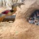 Primitive Boys Saves Family Cats From Python Attack - Python   Attack Cat  Nest