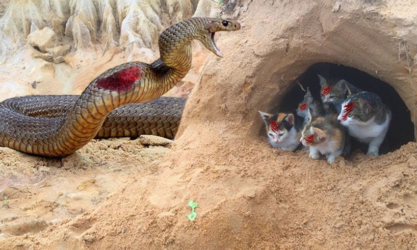Primitive Boys Saves Family Cats From Python Attack - Python Attack Cat Nest