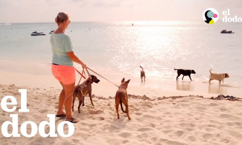 Puedes salvar la vida de un perro tomando vacaciones | El Dodo