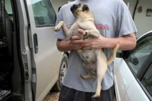 Pugs Rescued by Hearts United for Animals July 2010