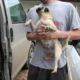 Pugs Rescued by Hearts United for Animals July 2010