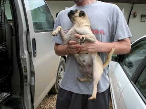 Pugs Rescued by Hearts United for Animals July 2010