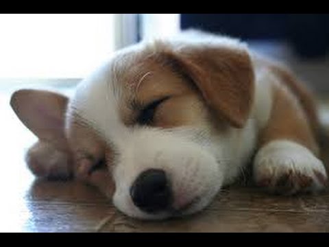 Puppies Falling Asleep Compilation