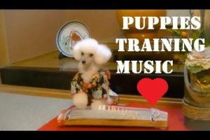 Puppies Training Music- Very Cute Puppies