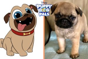 Puppy Dog Pals Characters In Real Life | Cute Puppies