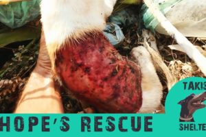 Puppy found skinned alive but got rescued and recovered after 4 operations- Hope - Takis Shelter