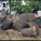Raju The Elephant Cries Tears of Joy While Being Rescued After 50 Years Of Abuse And Chains In India