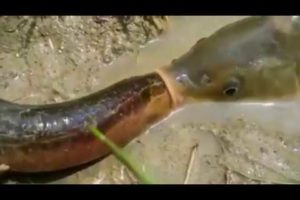 Rare Fish vs Rare Snake: Epic Animal Battles Episode 1