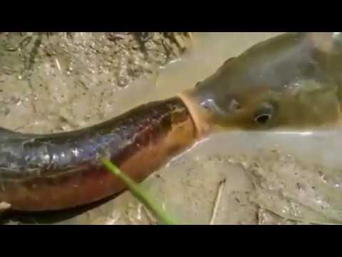 Rare Fish vs Rare Snake: Epic Animal Battles Episode 1