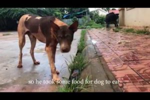 ReHomeless Dog Reviewing Different Types of Food #1 I Dog Rescue Stroies