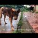 ReHomeless Dog Reviewing Different Types of Food #1 I Dog Rescue Stroies
