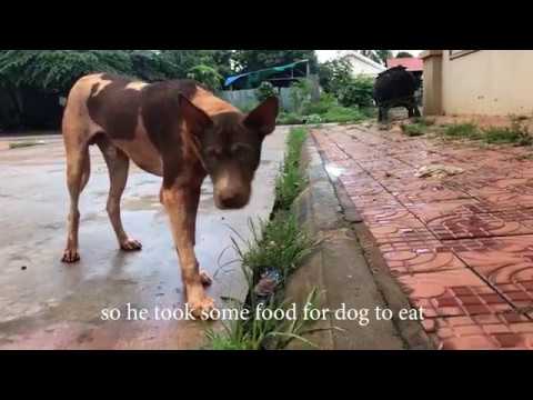 ReHomeless Dog Reviewing Different Types of Food #1 I Dog Rescue Stroies