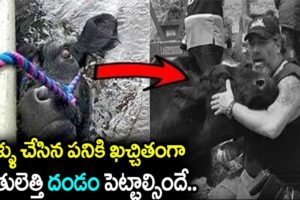Real Life Heros || 5 Most Inspiring Animal Rescues || We Support You