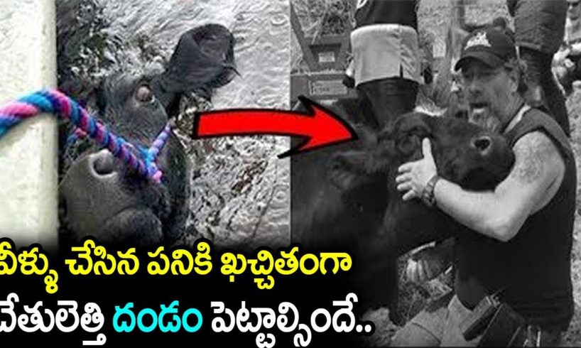 Real Life Heros || 5 Most Inspiring Animal Rescues || We Support You