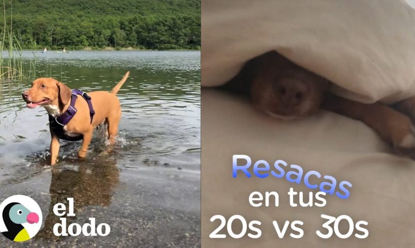 Resacas en tus 20s Vs. tus 30s | El Dodo