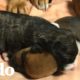Rescatistas salvan a una perra mamá y sus bebés del frío | El Dodo