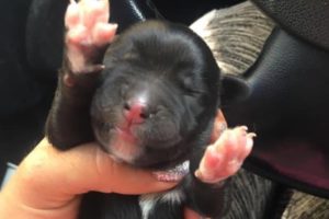 Rescue 1 day Old Puppy Thrown at Garbage | Happy Ending!