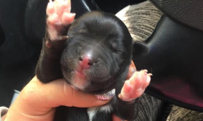 Rescue 1 day Old Puppy Thrown at Garbage | Happy Ending!