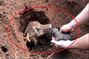 Rescue 9 newborn puppies in the ground - Howl Of A Dog Rescue