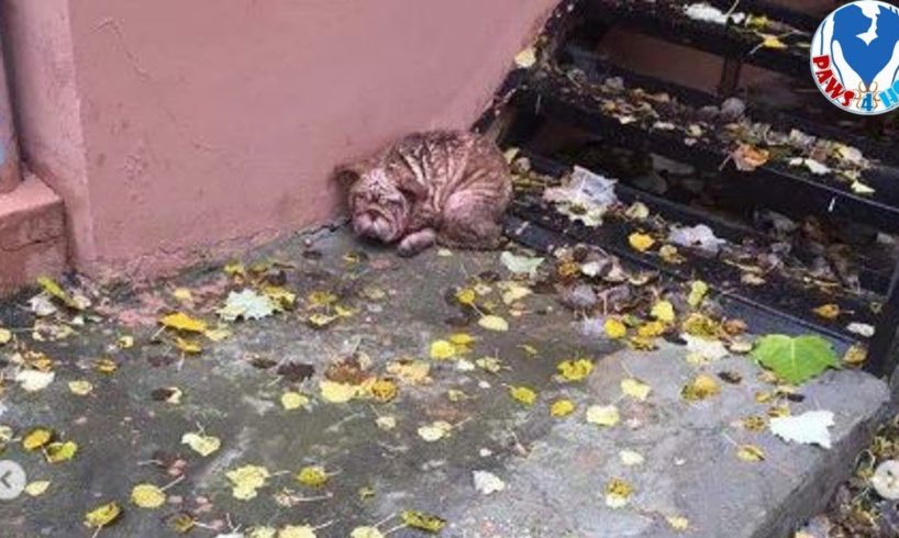 Rescue Abandoned Bulldog In Cold Streets with Severely Mange | Amazing Transformation