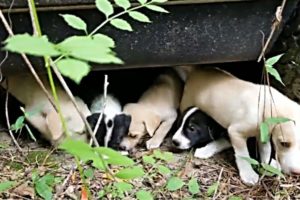 Rescue Abandoned Cute Puppies Lost Mom Under Old Car in Woods