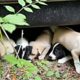 Rescue Abandoned Cute Puppies Lost Mom Under Old Car in Woods