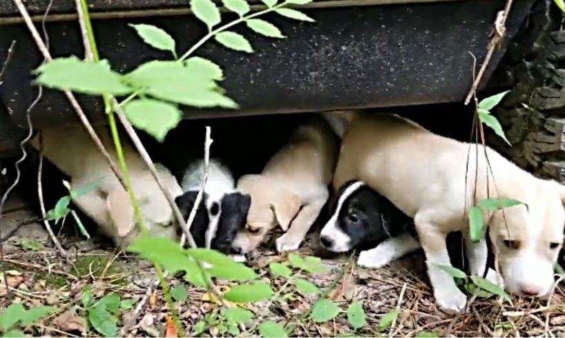Rescue Abandoned Cute Puppies Lost Mom Under Old Car in Woods