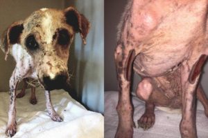 Rescue Abandoned Dog From Near Death To a New Rebirth | Amazing Transformation