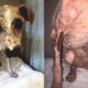 Rescue Abandoned Dog From Near Death To a New Rebirth | Amazing Transformation