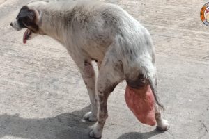 Rescue Abandoned Dog Had Womb Protruding & Live Wandering In The Street