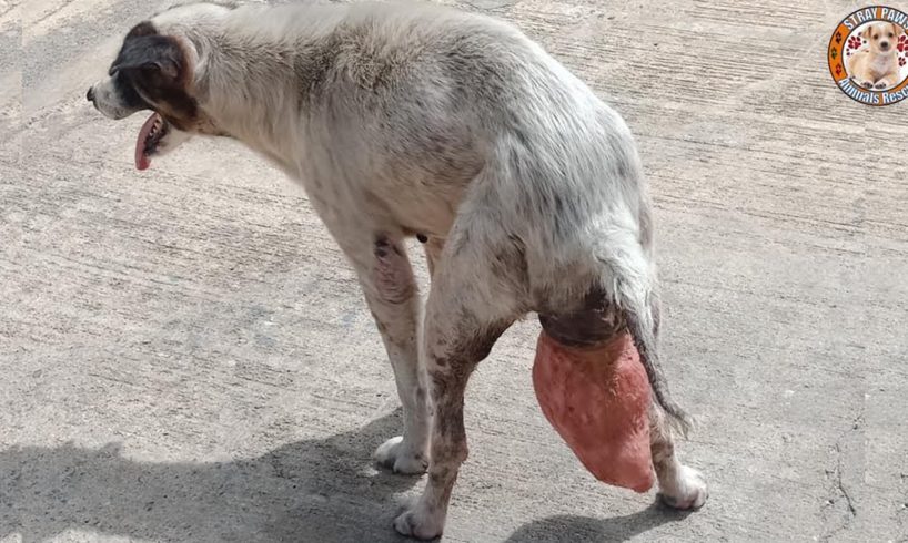 Rescue Abandoned Dog Had Womb Protruding & Live Wandering In The Street