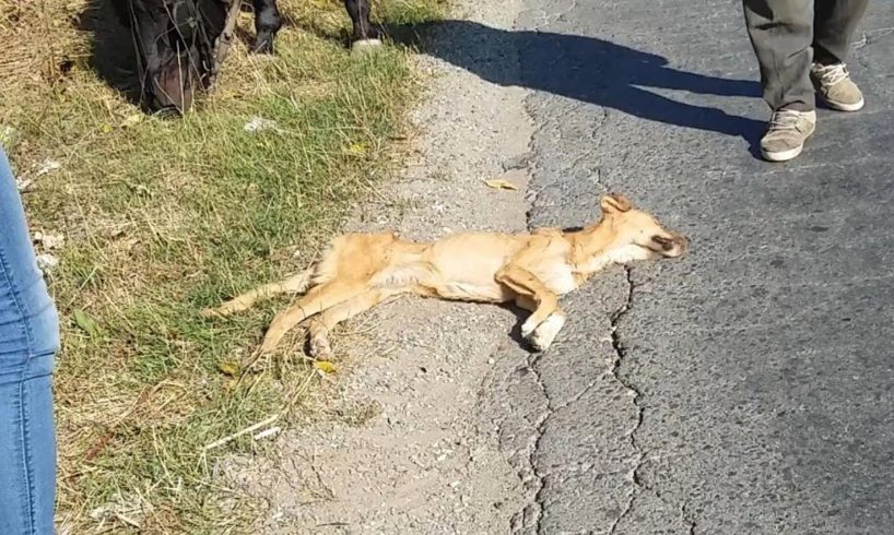 Rescue Abandoned Dog Only Bones & Skins Dying of starvation