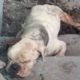 Rescue Abandoned Dog Was Bites All Over Body, Threw To Garbage Bag & Amazing Transformation