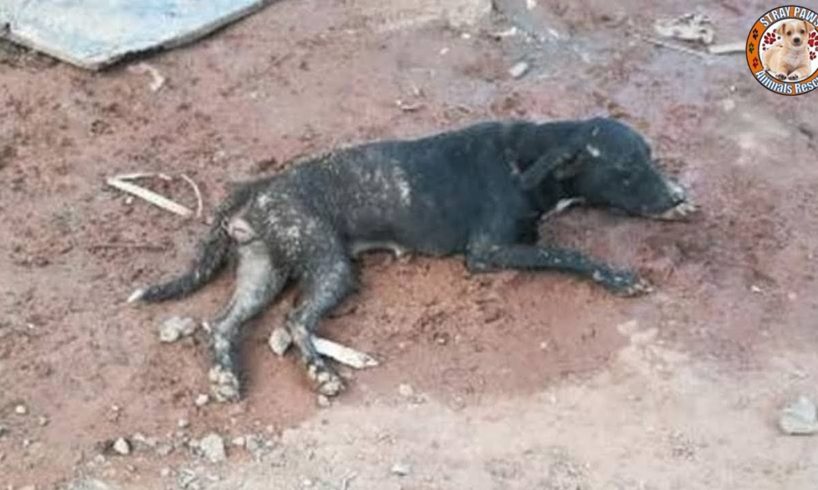 Rescue Abandoned Dog Was Broken Ribs & Wandered In Misery