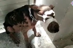 Rescue Abandoned Dog With Beautiful Eyes, A lot of Scars All Over Her Body...