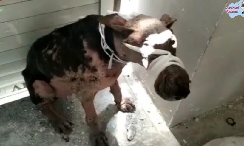 Rescue Abandoned Dog With Beautiful Eyes, A lot of Scars All Over Her Body...