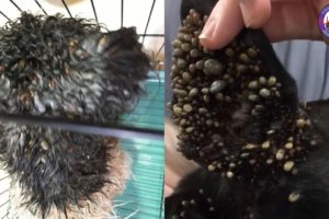 Rescue Abandoned Dog With Hundred Big Ticks in Raining Day