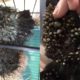 Rescue Abandoned Dog With Hundred Big Ticks in Raining Day