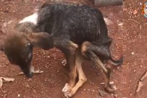 Rescue Abandoned Puppy Was Paralyzed & Living In The Street Make Sobbing Your Heart