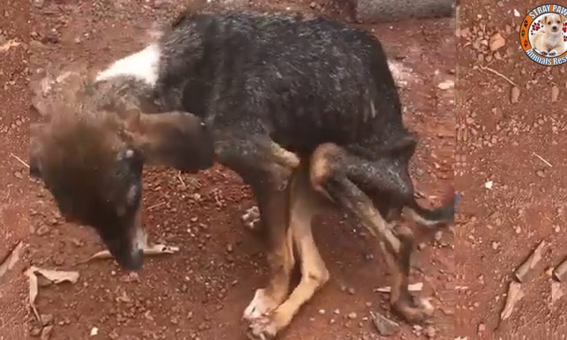 Rescue Abandoned Puppy Was Paralyzed & Living In The Street Make Sobbing Your Heart